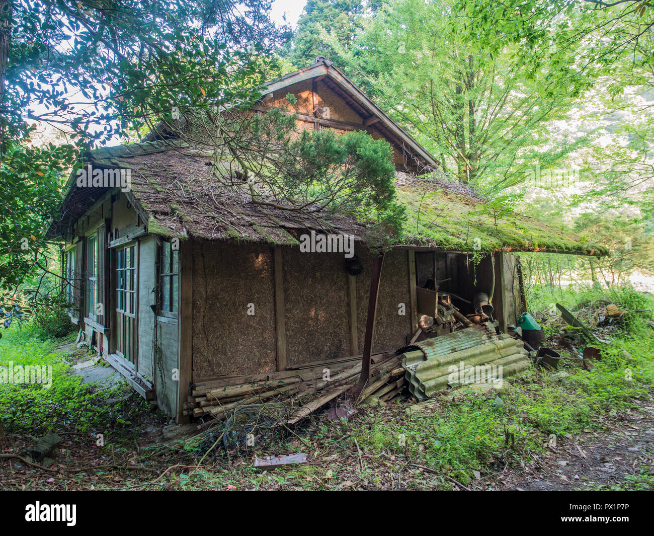 Abandoned farmhouse,  overgrown by green leaf trees, highway 147, Ehime, Shikoku, Japan Stock Photo