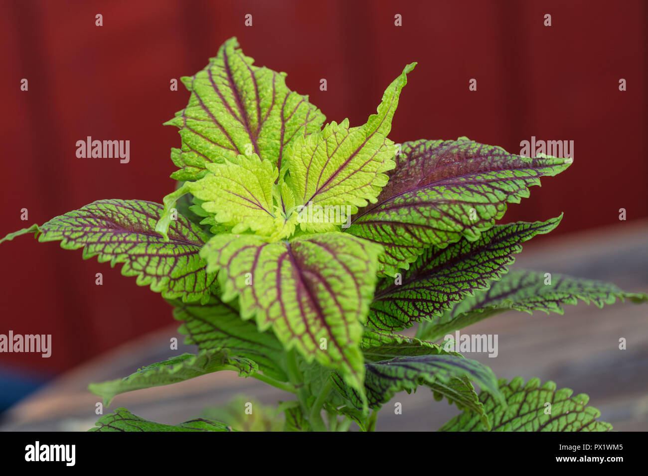 Painted Nettle, Palettblad (Solenostemon scutellarioides) Stock Photo