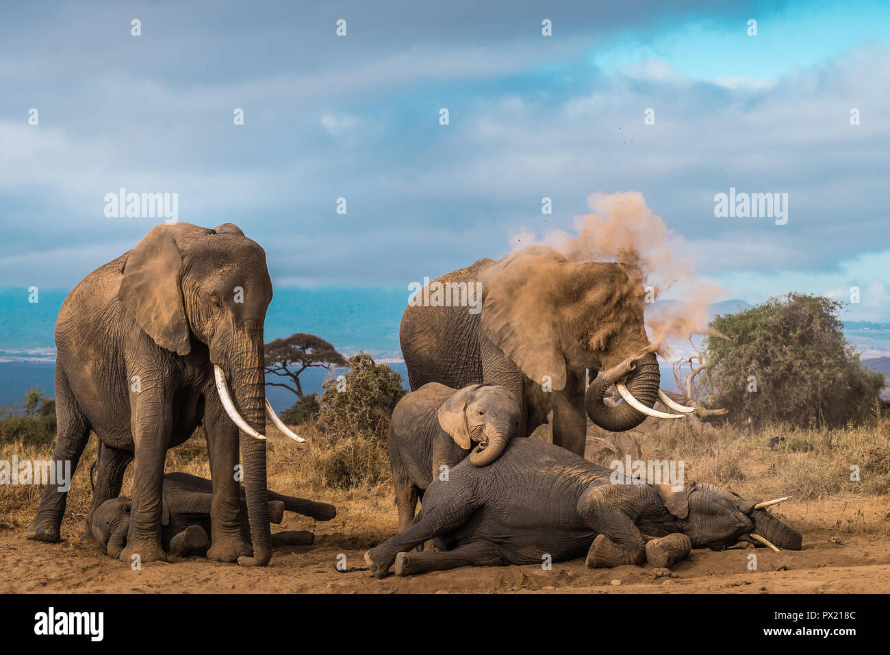 This image of Elephants taking a dust bath is taken at Amboseli National Park in Kenya. Stock Photo