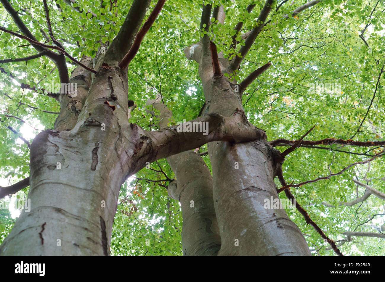 two tree trunks, old trees next to each other, poplars Stock Photo