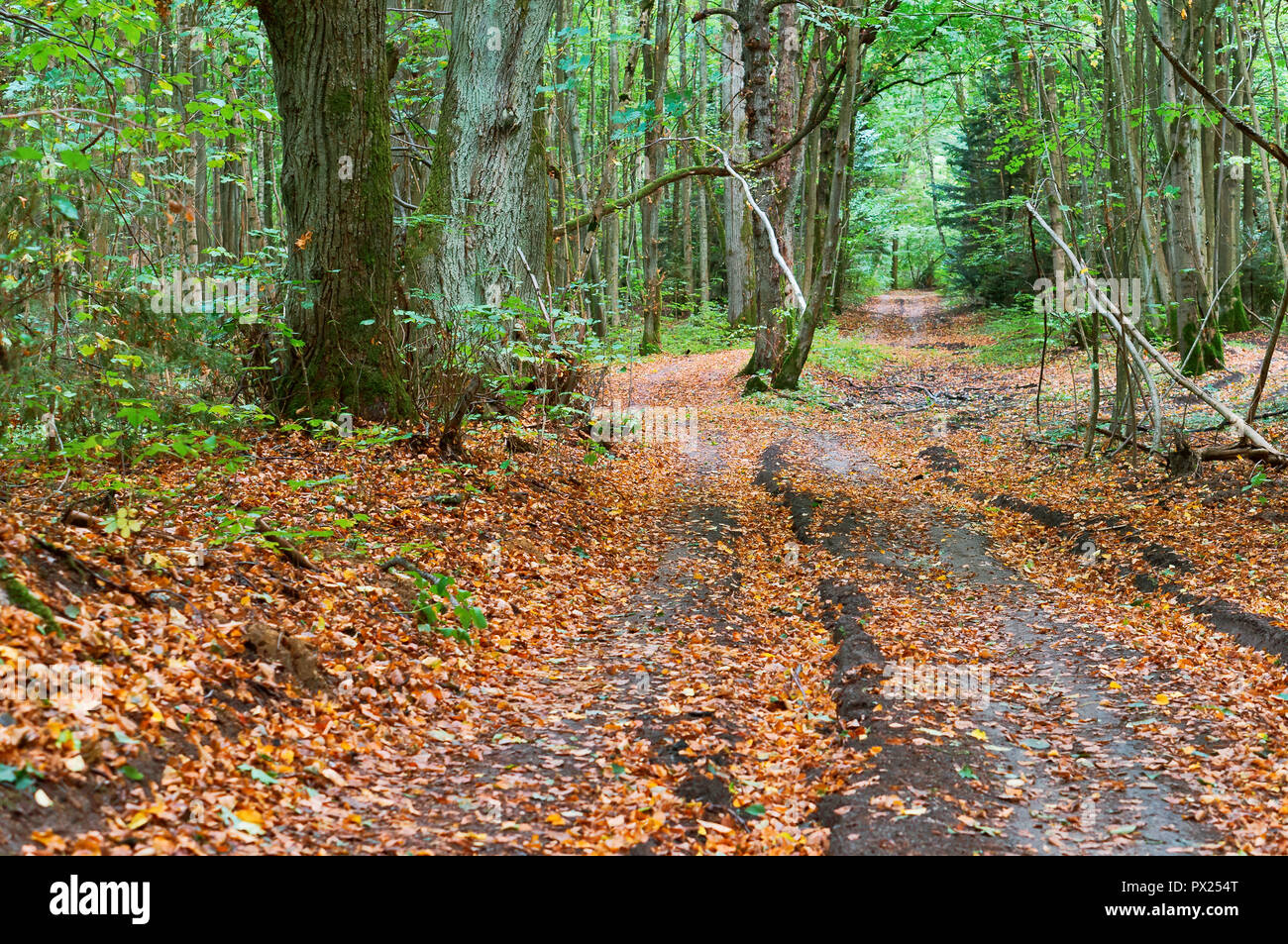 forest road in autumn leaves, autumn landscape, forest trail Stock Photo