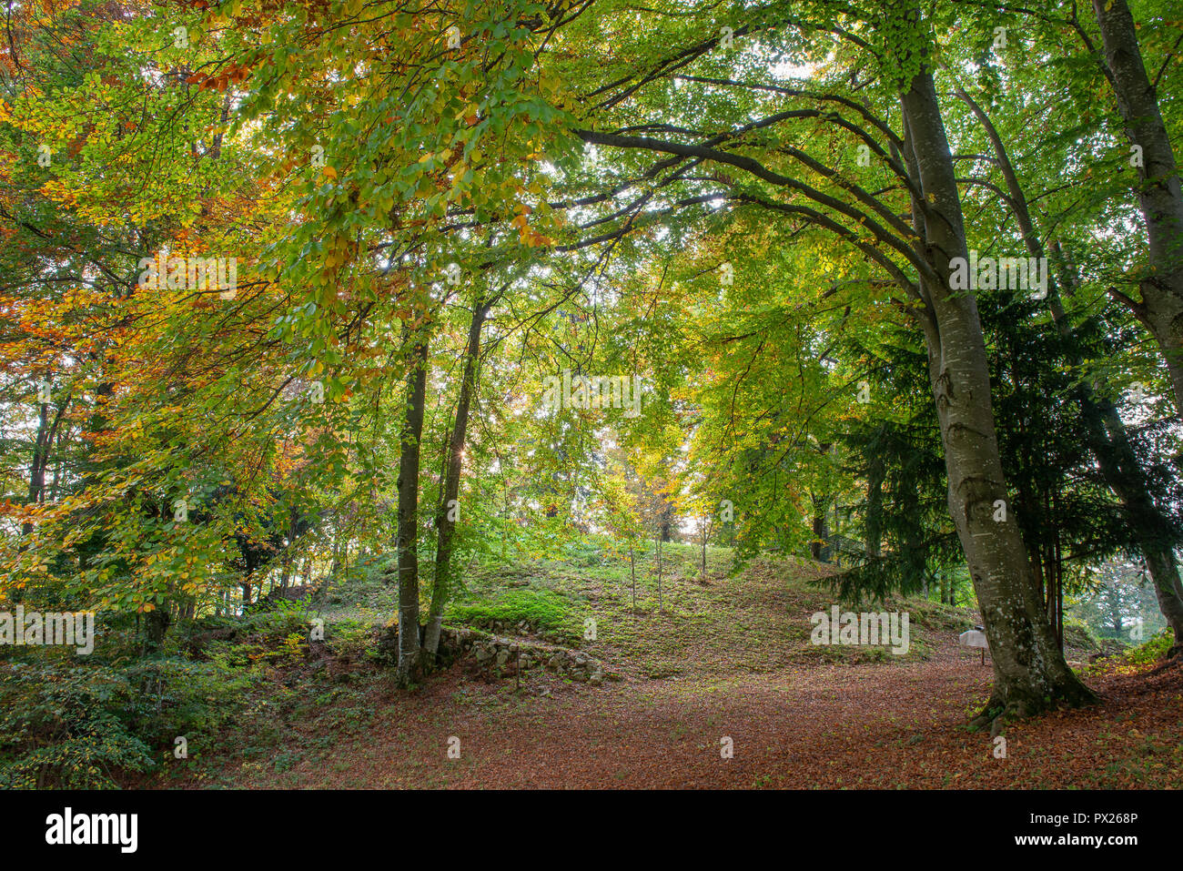beautiful forest in the fall Stock Photo