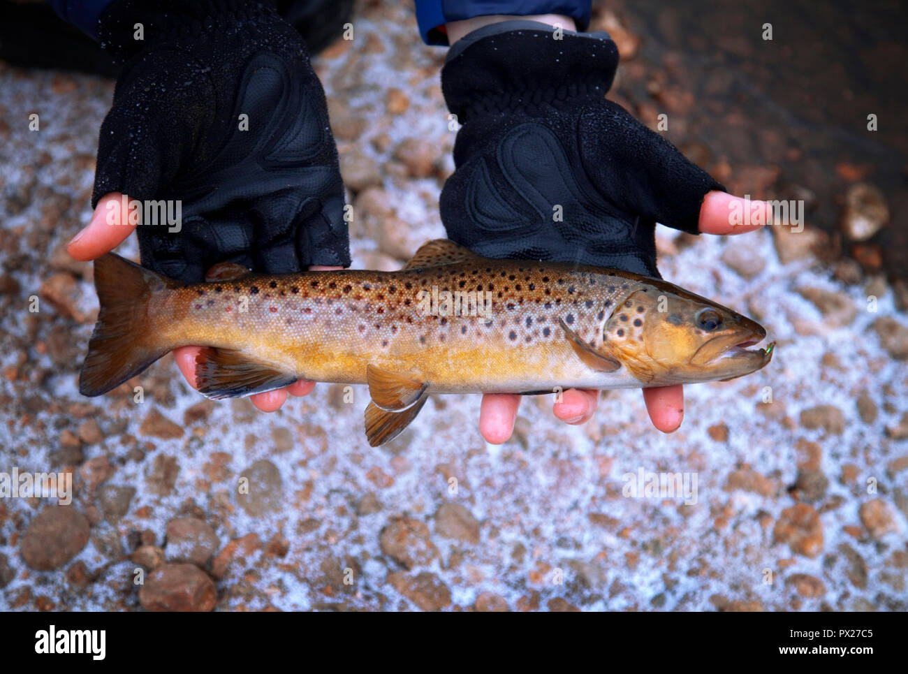 Fly fishing for trout with fly rod and reel Stock Photo