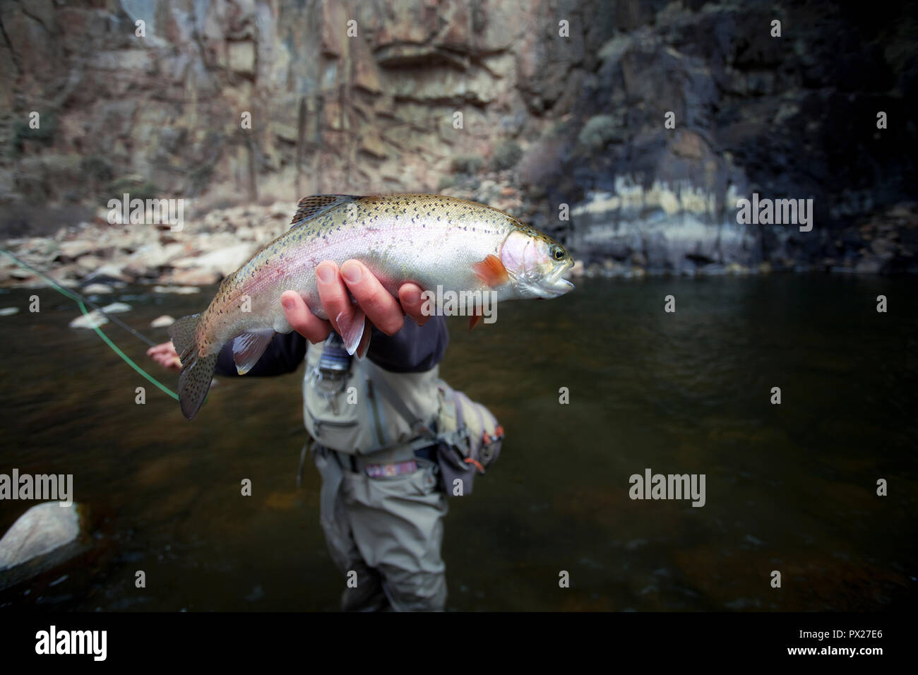 Rainbow trout caught while fly fishing Stock Photo Alamy