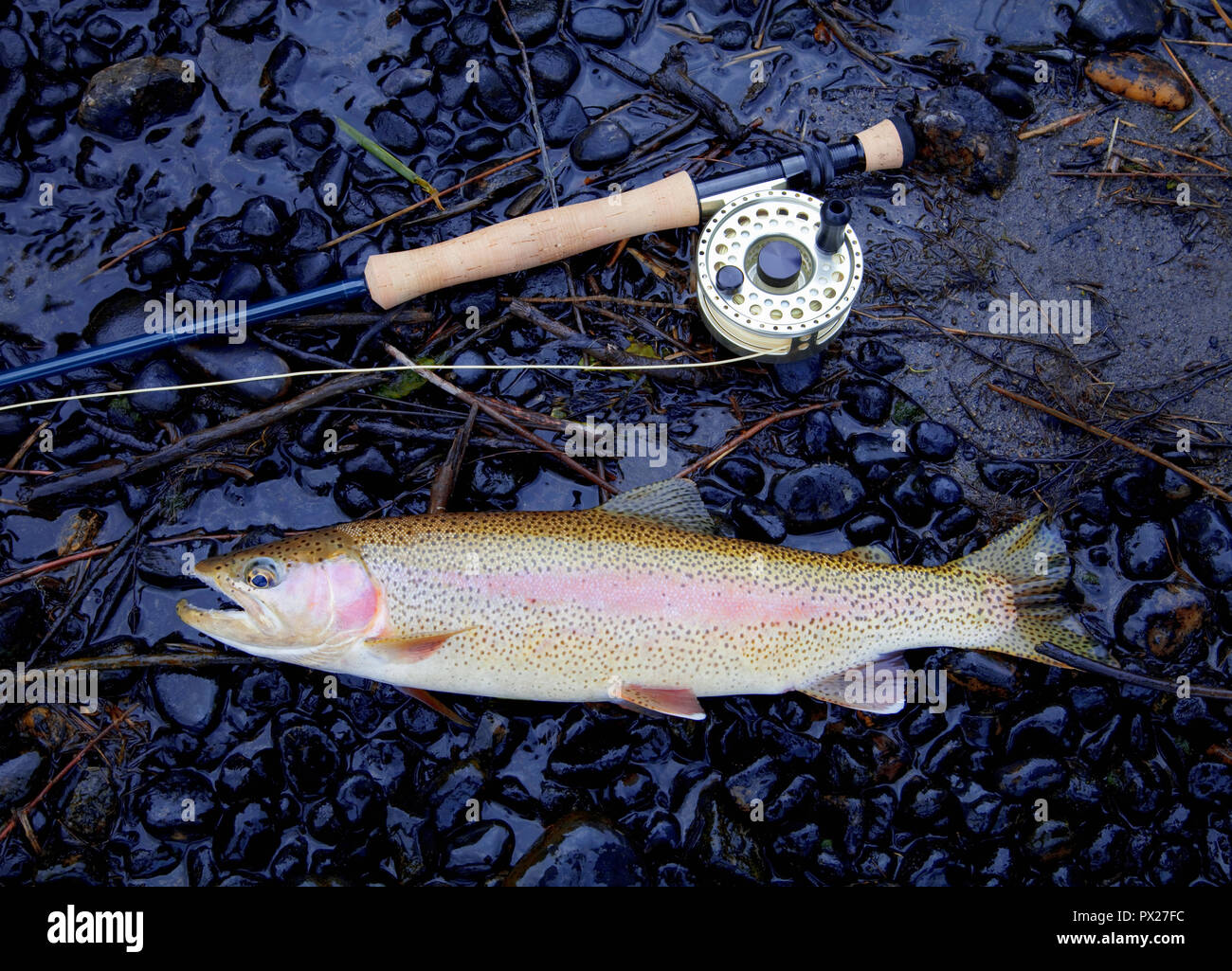 Rainbow trout caught while fly fishing Stock Photo Alamy