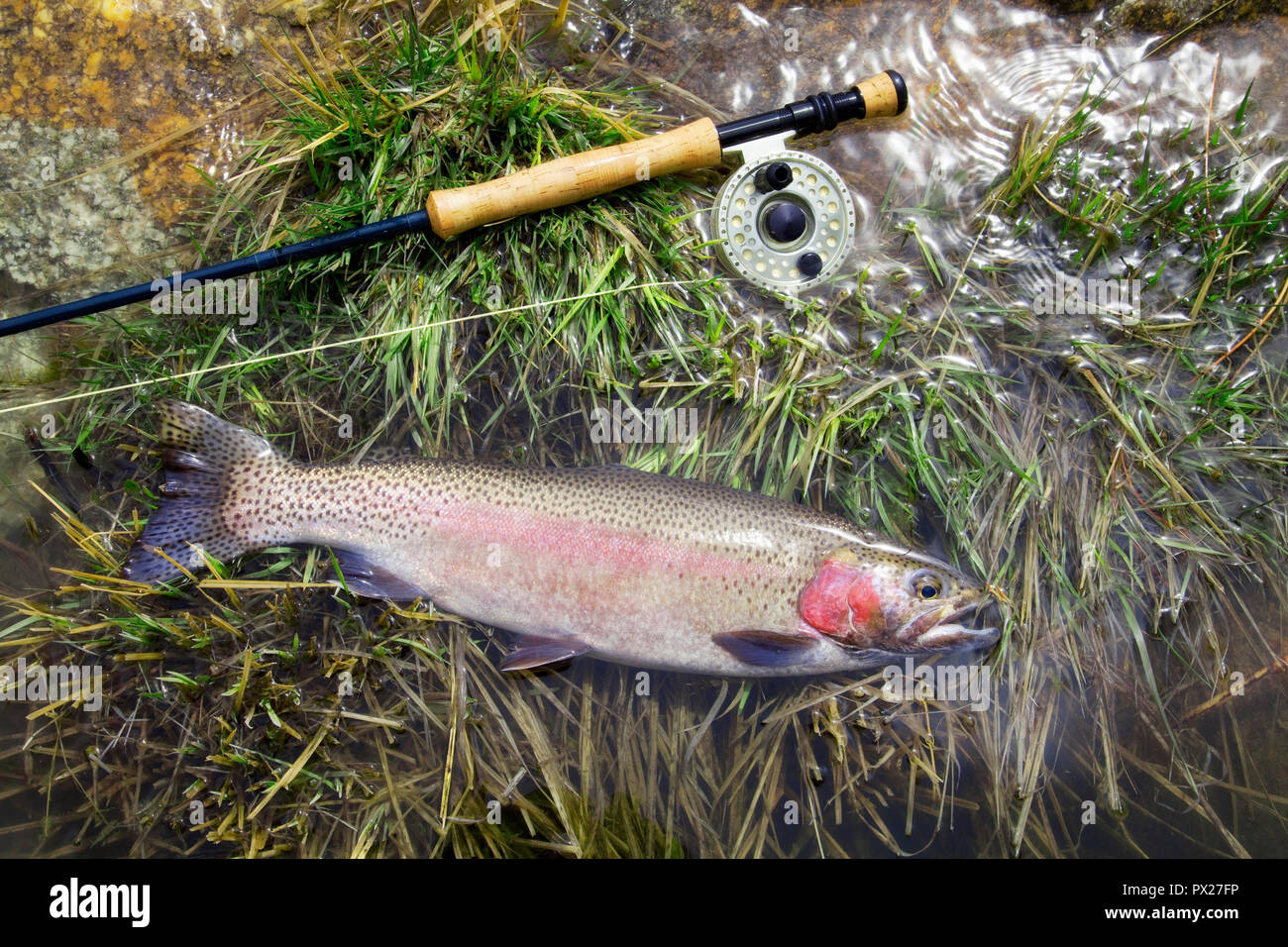 Rainbow trout caught while fly fishing. Stock Photo