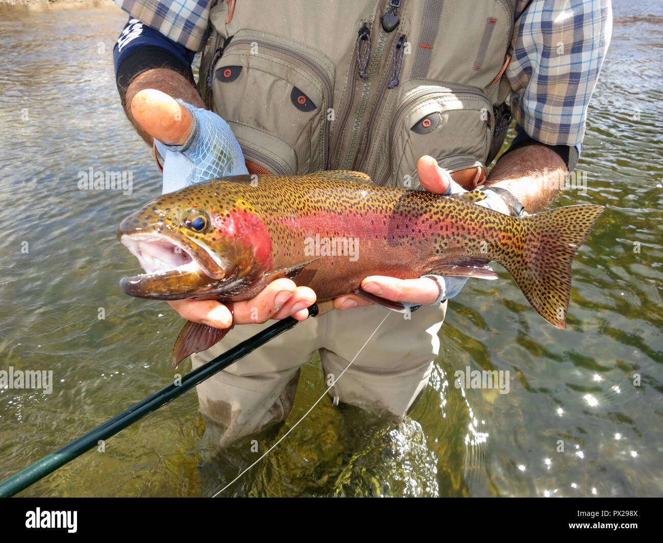 Rainbow trout caught while fly fishing. Stock Photo