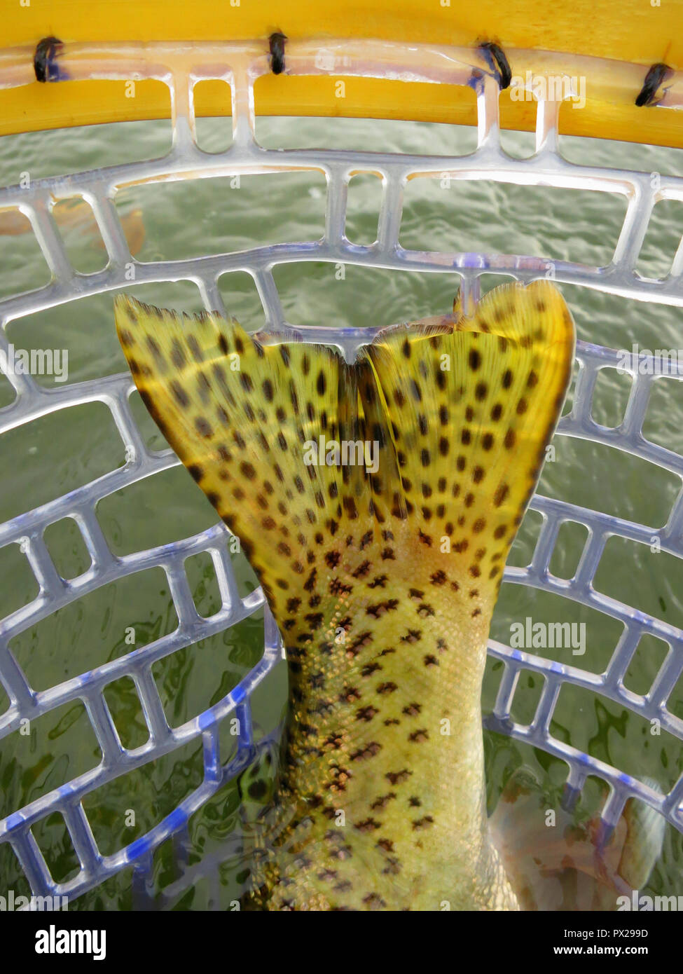 Rainbow trout caught while fly fishing Stock Photo - Alamy