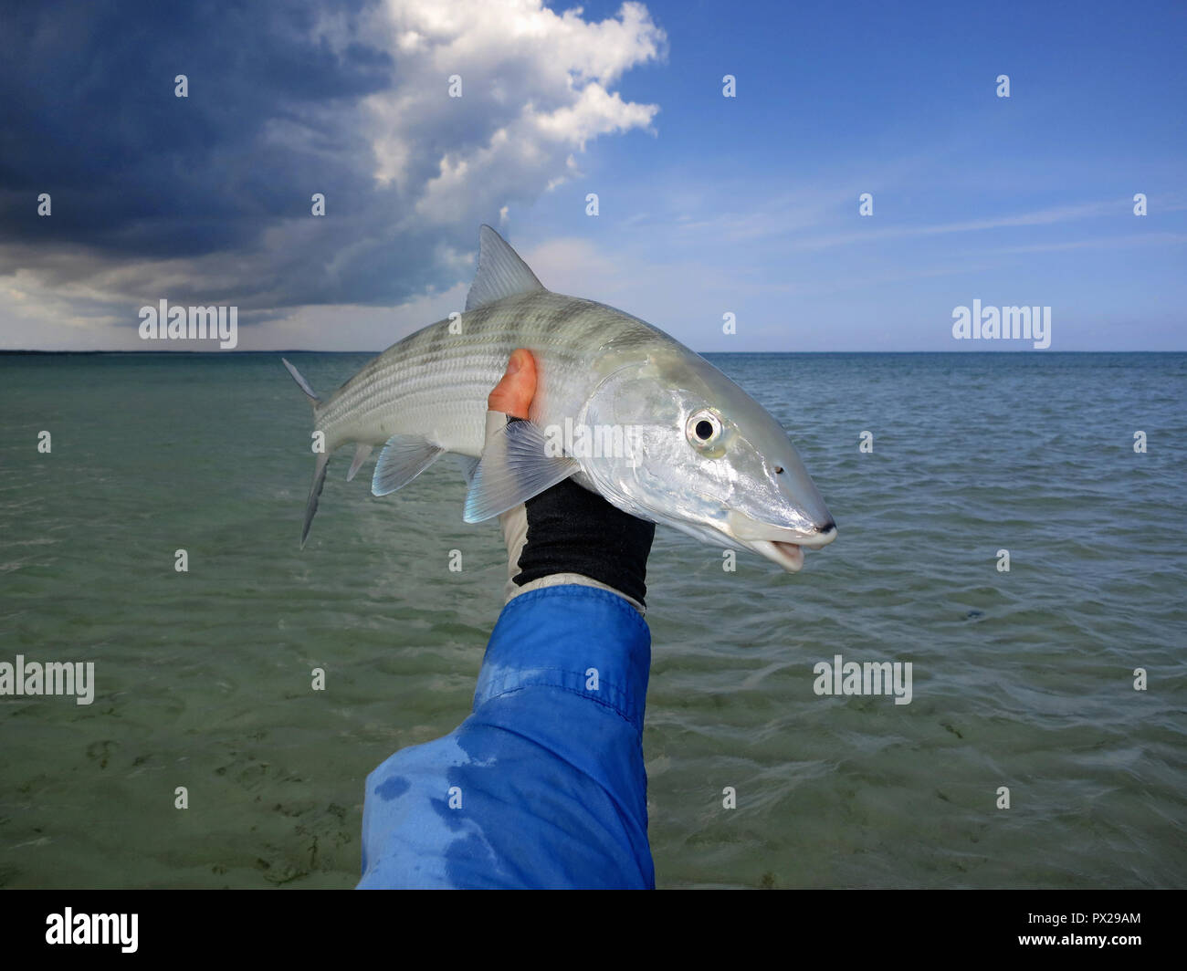 Fly fishing for bonefish on shallow saltwater flats in the Bahamas. Stock Photo