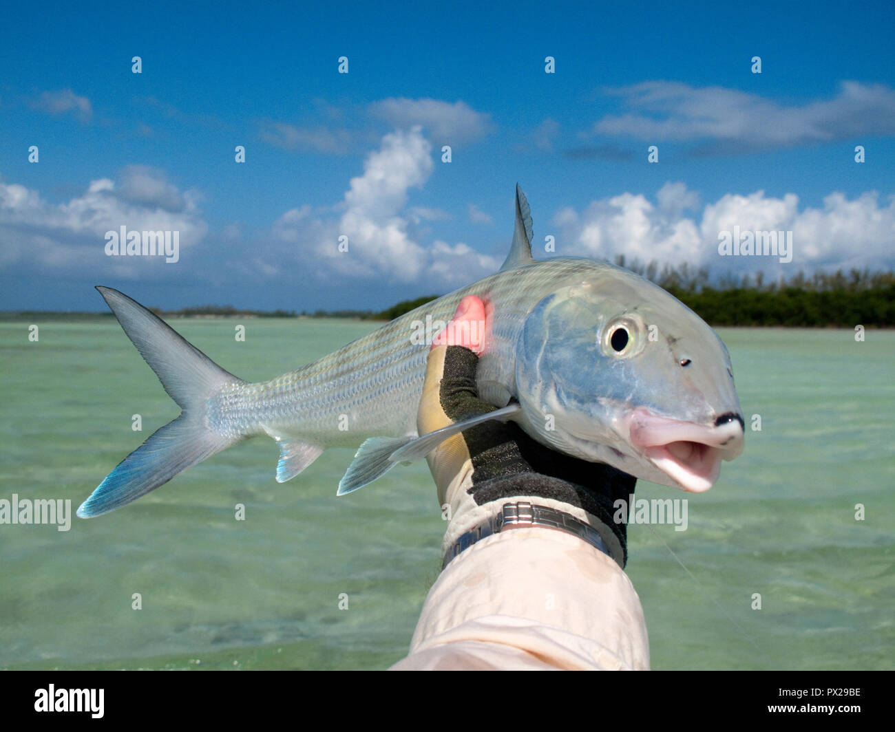 Fly fishing for bonefish on shallow saltwater flats in the Bahamas. Stock Photo