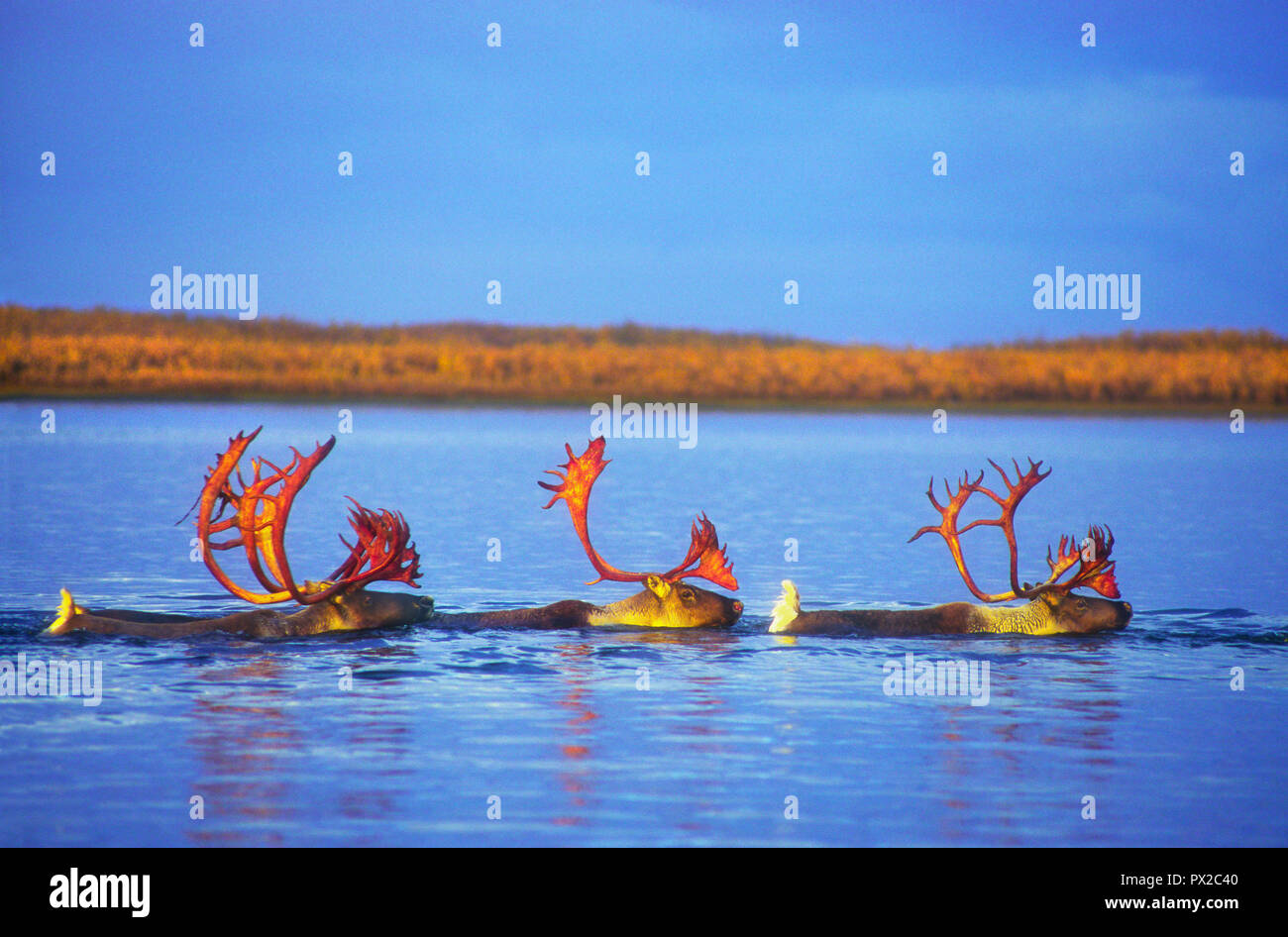 Caribou; Swimming; Arctic; Alaska Stock Photo