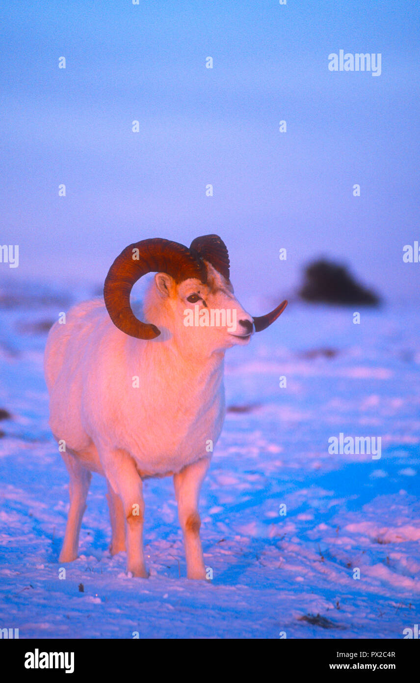 Sparring Rams Dall sheep rams; Sparring; Denali National Park; Alaska Stock Photo - Alamy
