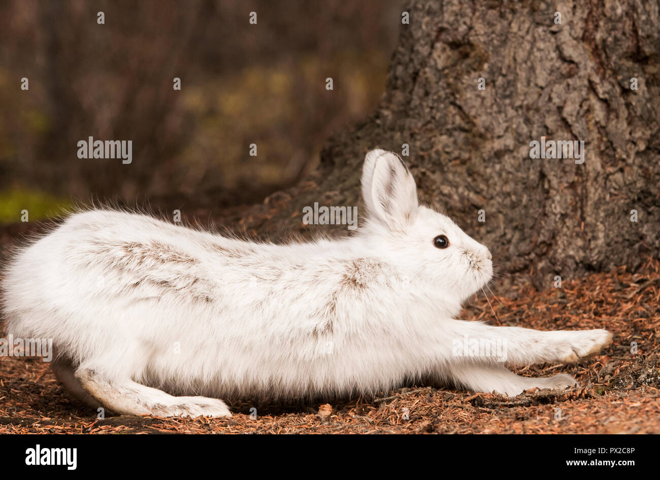 Snowshoe (Varying) Hare; Winter; Denali National Park, Alaska Stock Photo Alamy