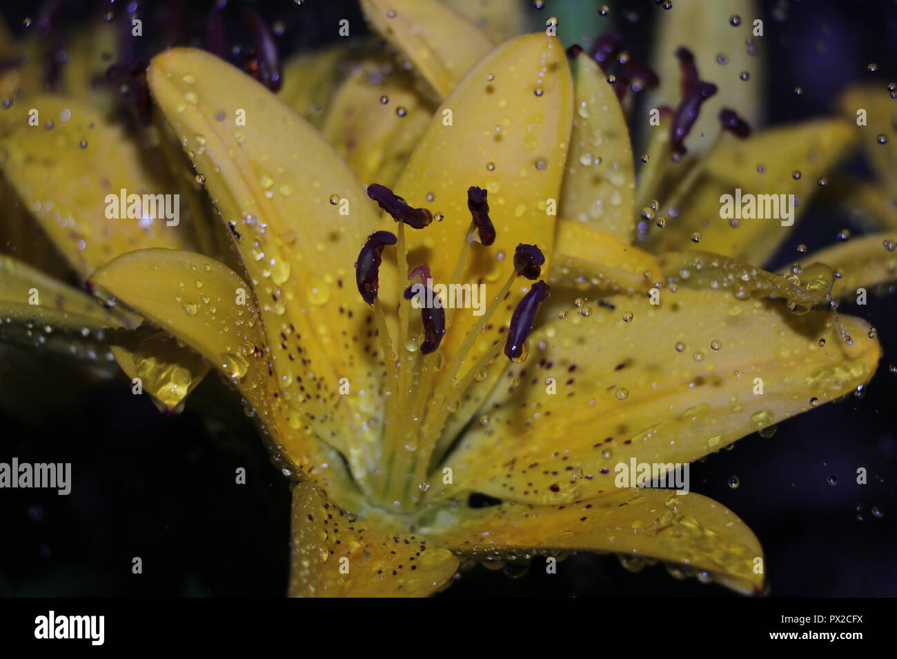 Yellow lily after rain storm Stock Photo