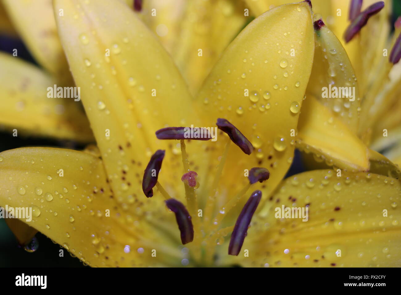 Yellow lily after rain storm Stock Photo