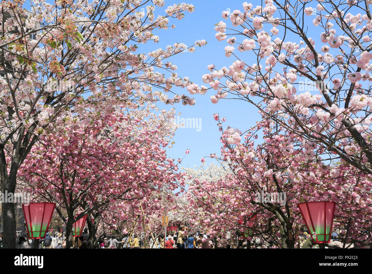 Osaka Mint Cherry Blossoms Stock Photo