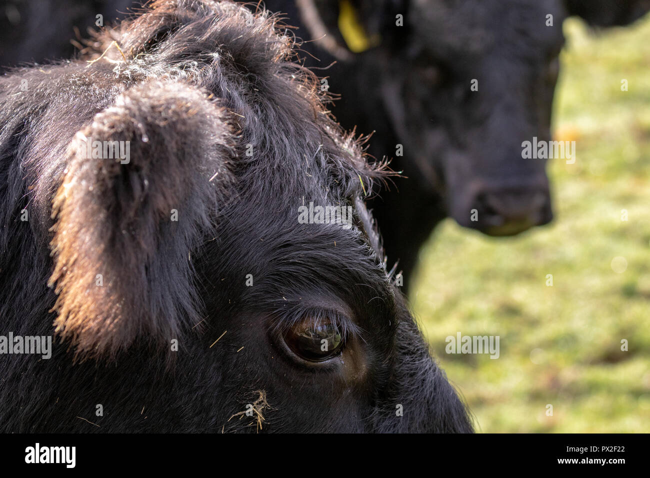 Angus cattle grazing in pasture on an autumnal morning Stock Photo