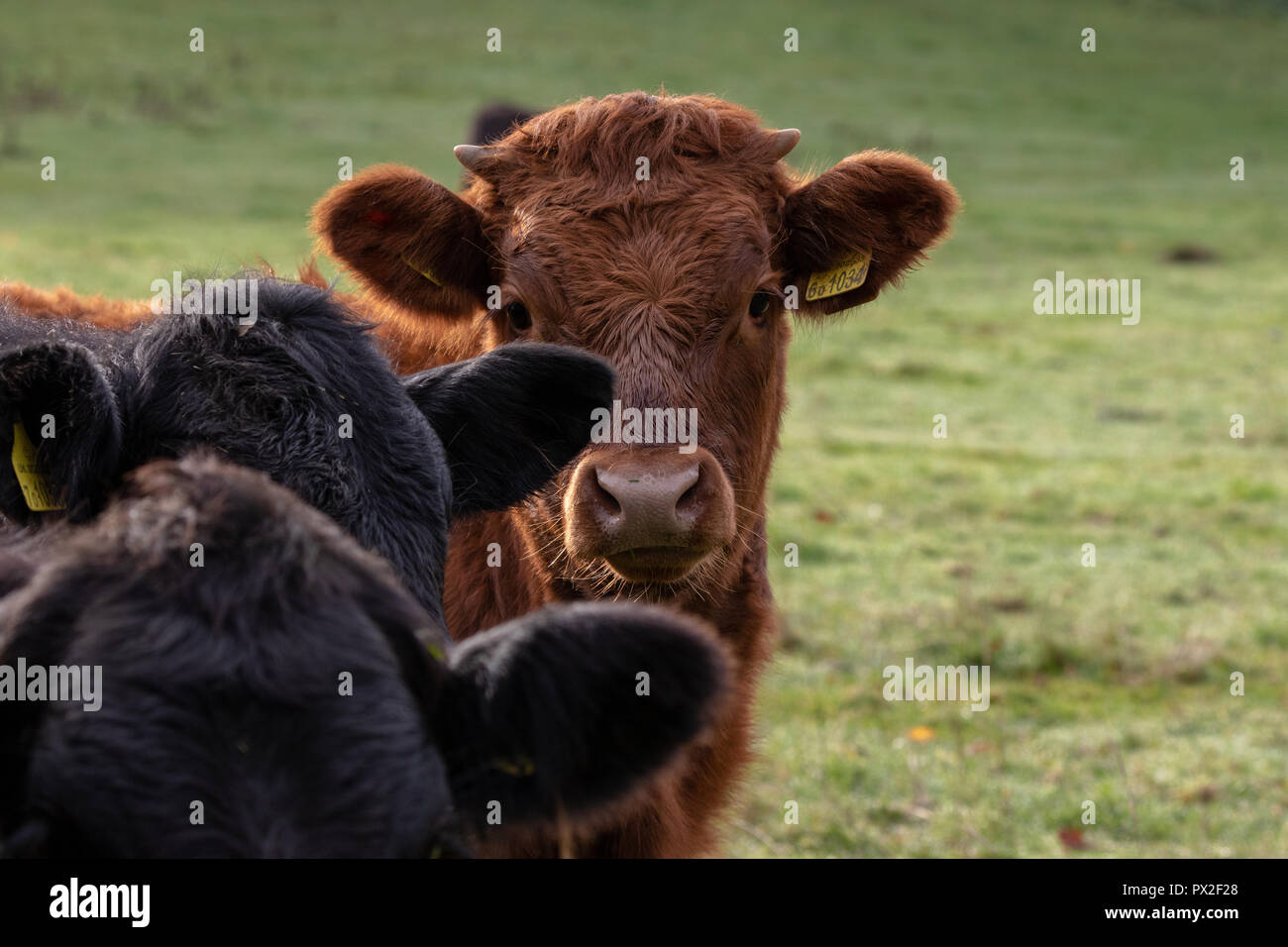 Angus cattle grazing in pasture on an autumnal morning Stock Photo