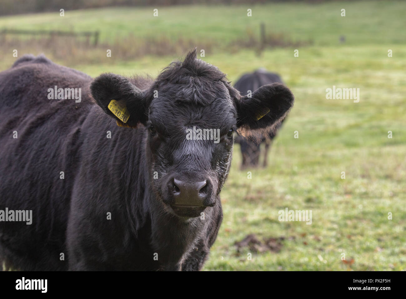 Angus cattle grazing in pasture on an autumnal morning Stock Photo - Alamy