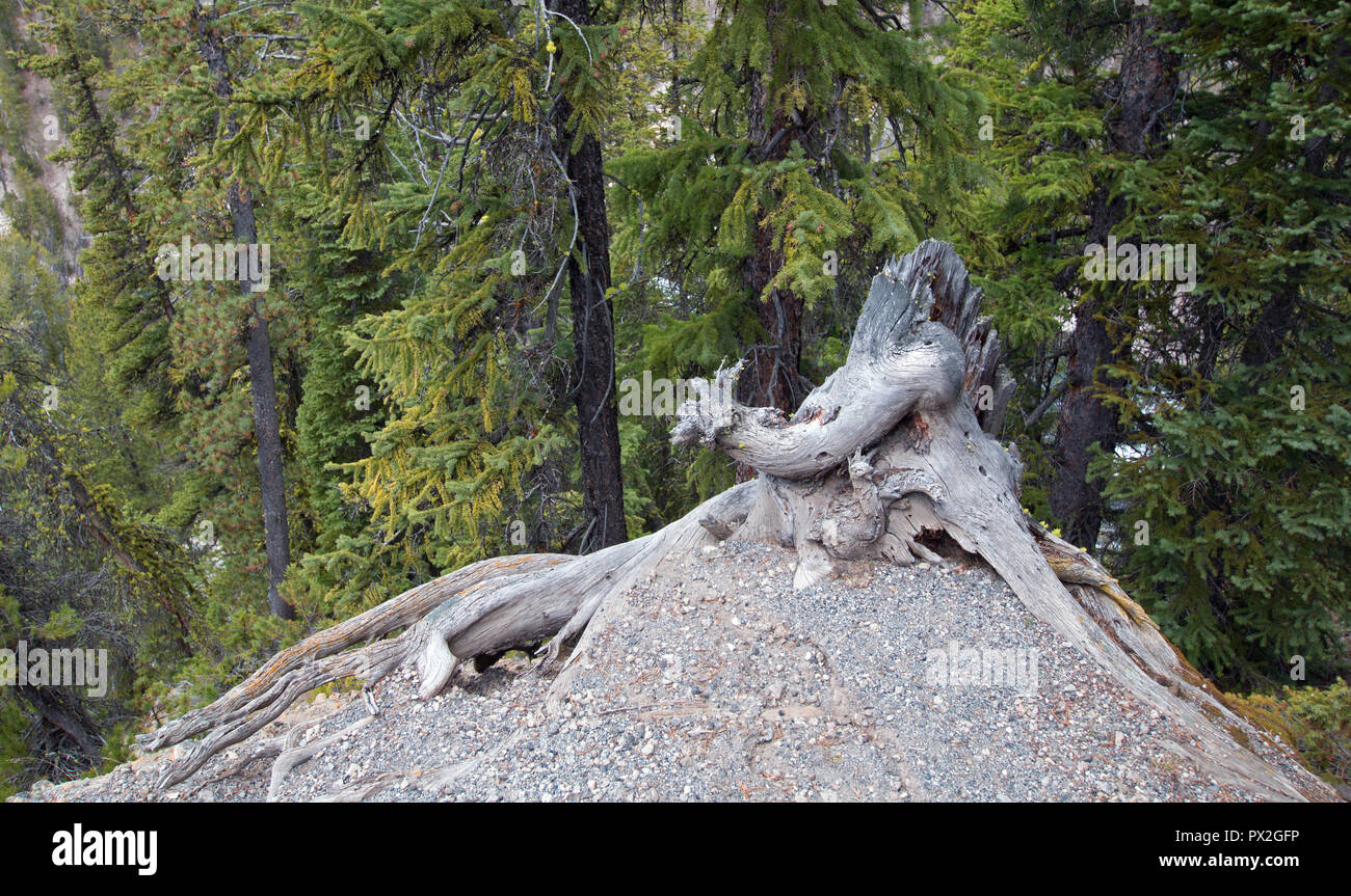 Dead tree stump in Yellowstone National Park in Wyoming United States