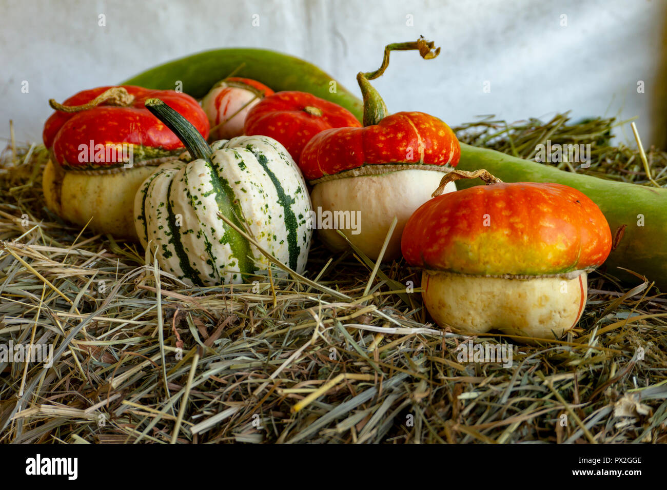 Several types, shapes and colors of pumpkins and squat cucurbits on the hay Stock Photo