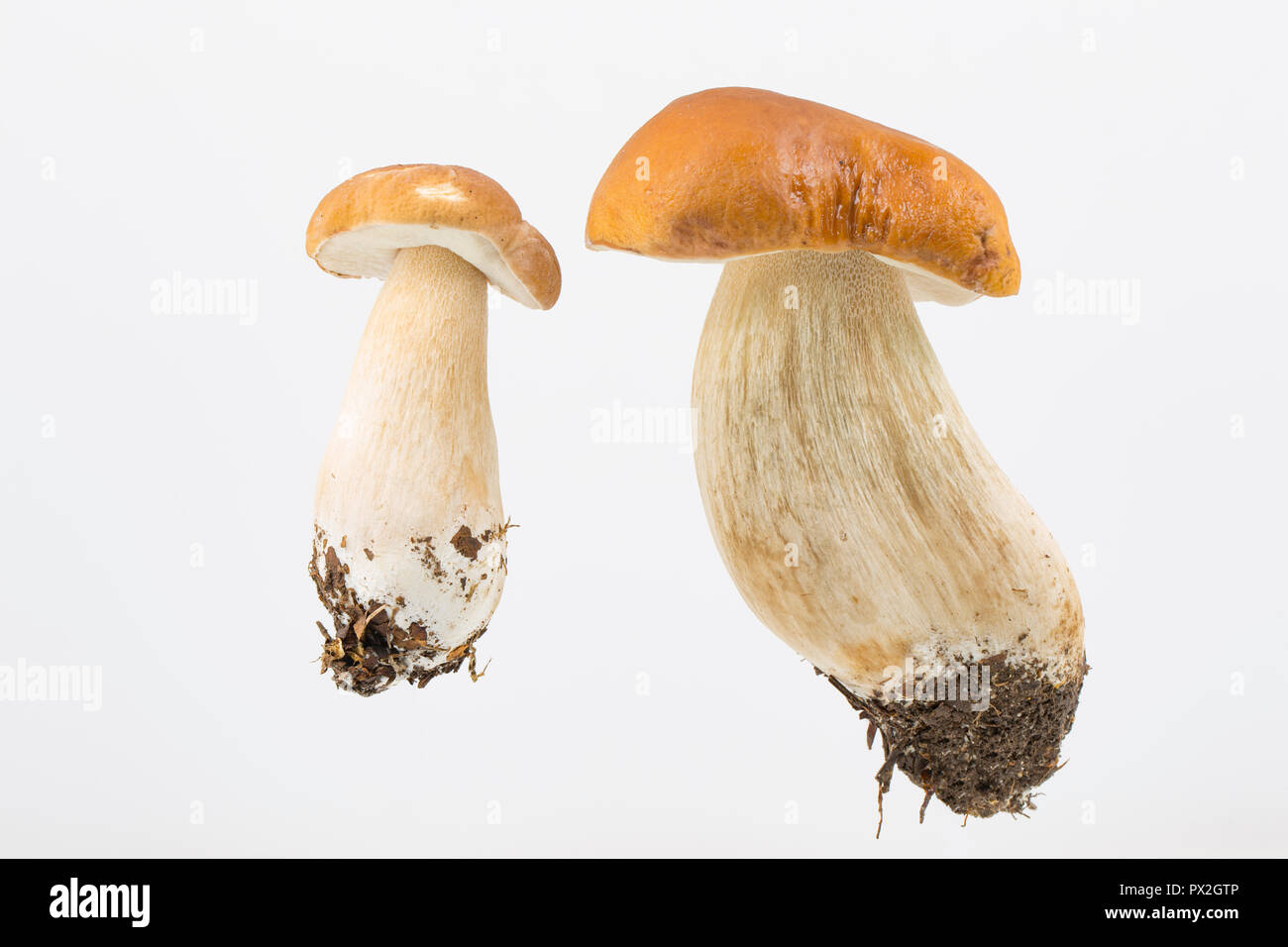 Two Boletus edulis mushrooms photographed on a white background. These mushrooms are also known as ceps, penny buns or porcini. Dorset England UK GB Stock Photo