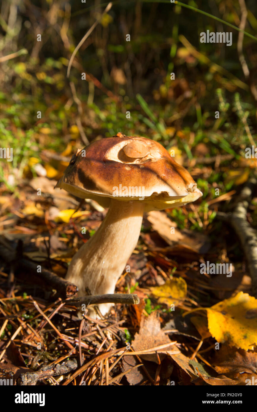 A Boletus edulis mushroom in October growing in an open space in woodland. It has been damaged by slugs. The Boletus edulis mushroom is also known as  Stock Photo