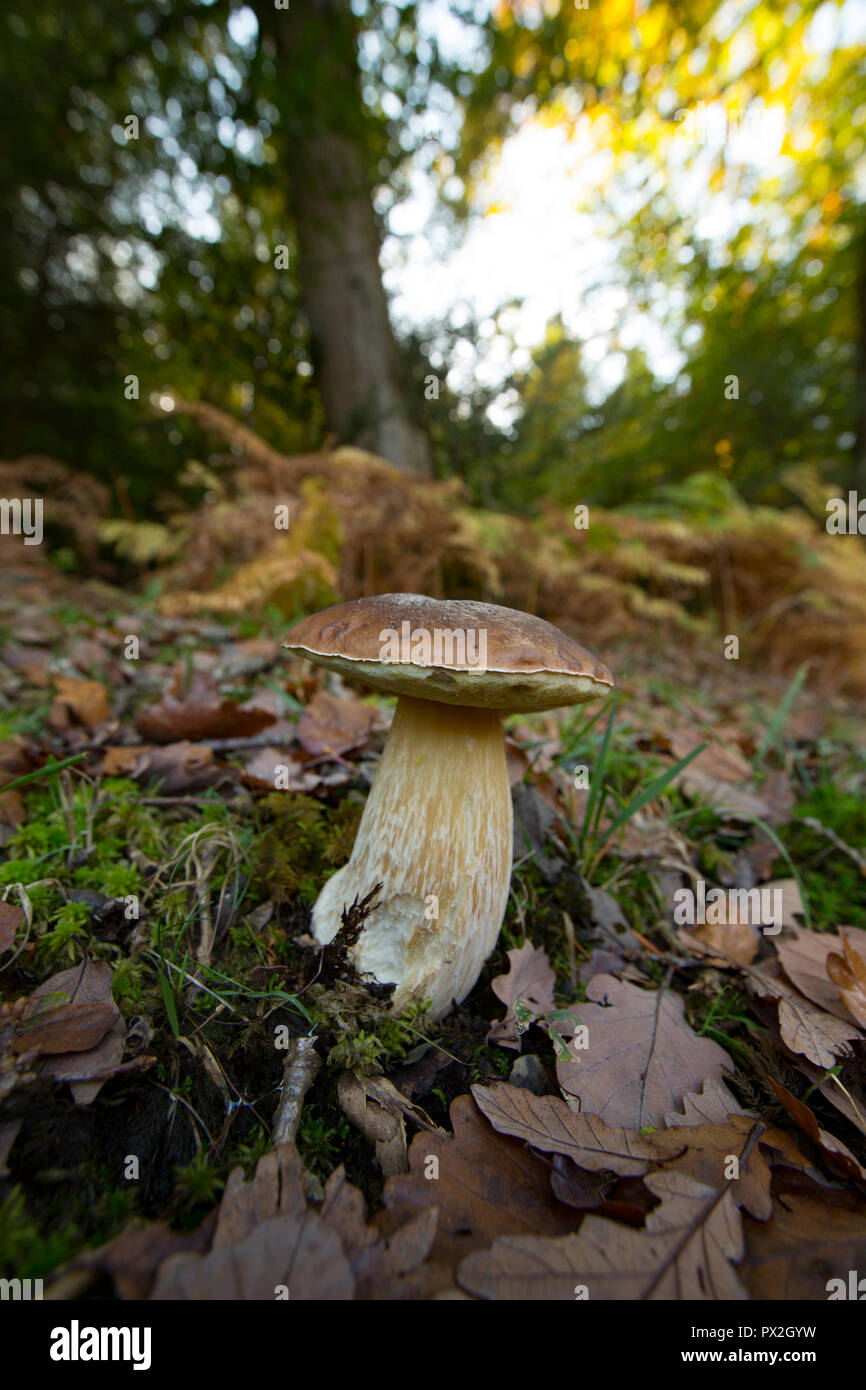 A Boletus edulis mushroom growing near a path under trees in the New Forest. The Boletus edulis mushroom is also known as a cep, penny bun or porcini. Stock Photo