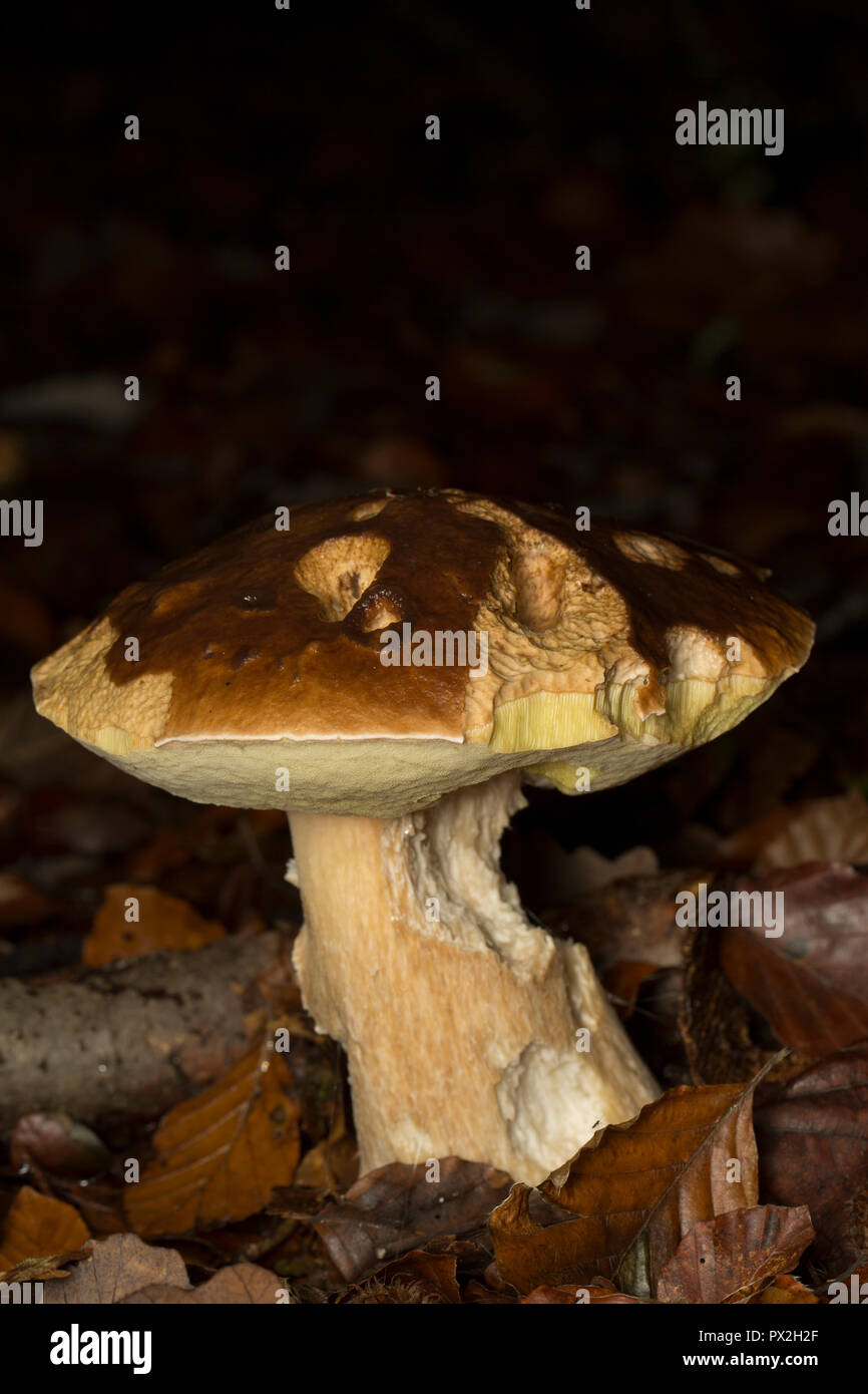 A Boletus edulis mushroom that has been damaged by slugs. The Boletus edulis mushroom is also known as a cep, penny bun or porcini. New Forest Hampshi Stock Photo