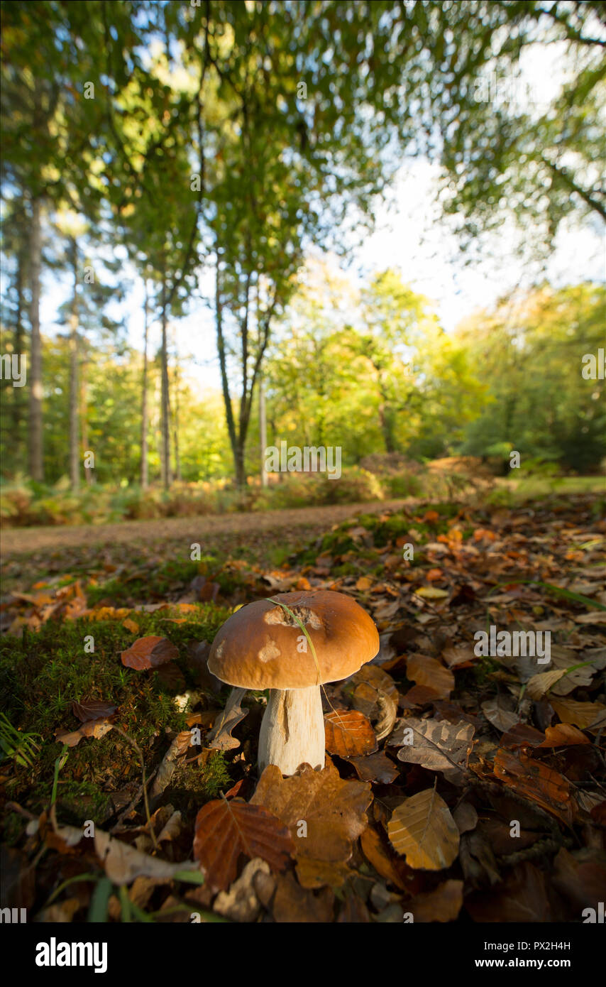 A Boletus edulis mushroom growing near a path under trees in the New Forest. The Boletus edulis mushroom is also known as a cep, penny bun or porcini. Stock Photo
