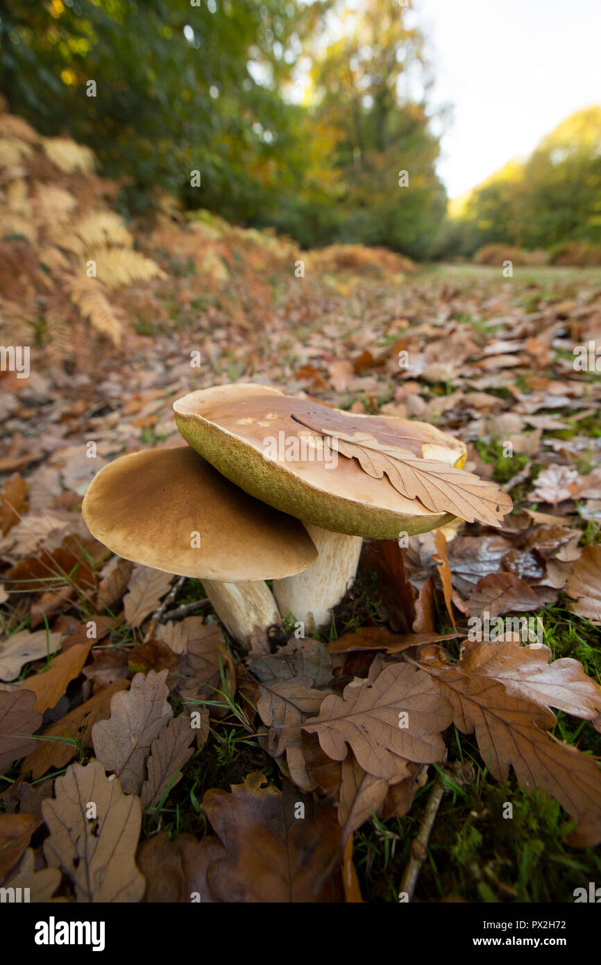 Two Boletus edulis mushrooms growing near a path under trees in the New Forest. The Boletus edulis mushroom is also known as a cep, penny bun or porci Stock Photo