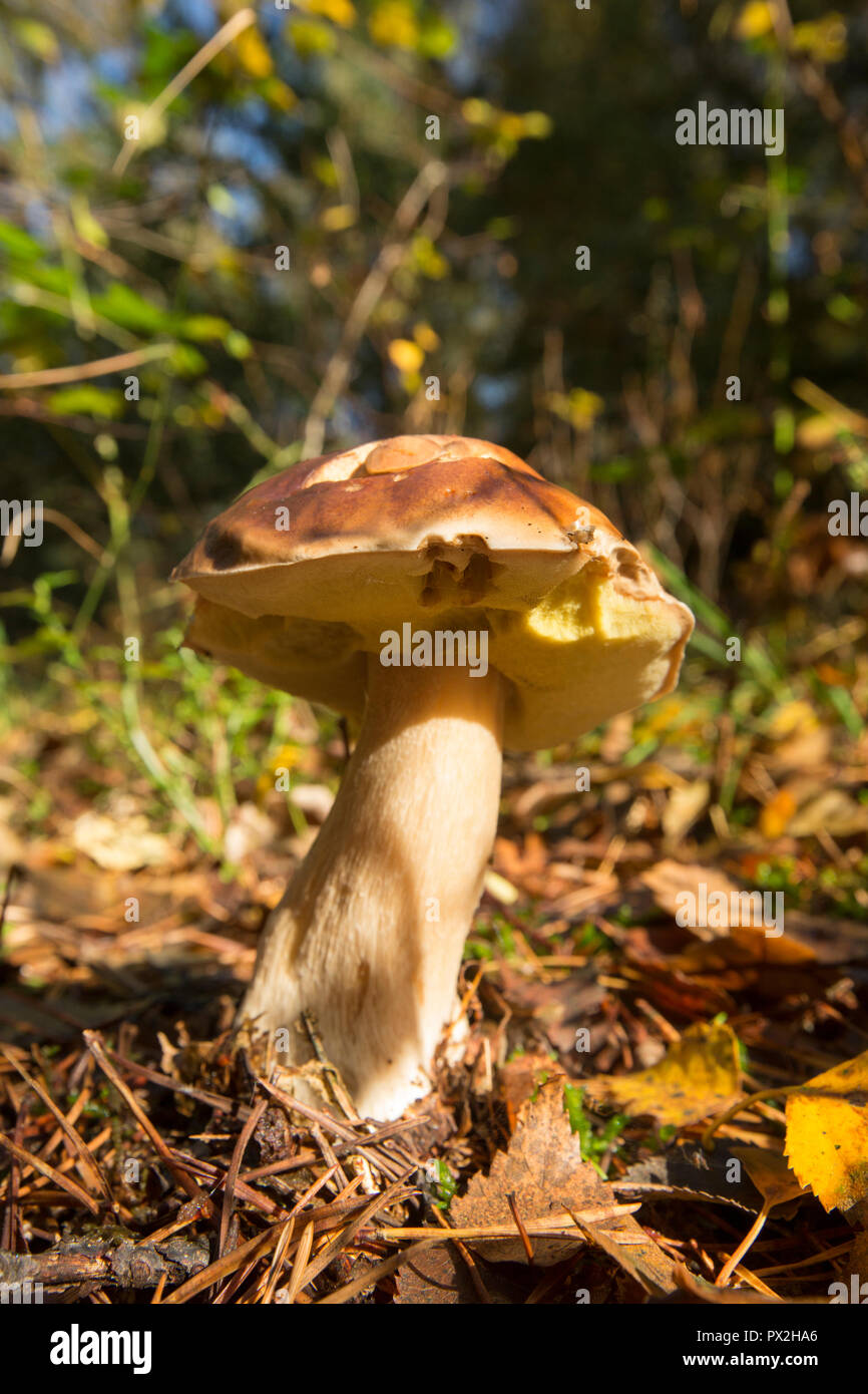 A Boletus edulis mushroom in October growing in an open space in woodland. It has been damaged by slugs. The Boletus edulis mushroom is also known as  Stock Photo