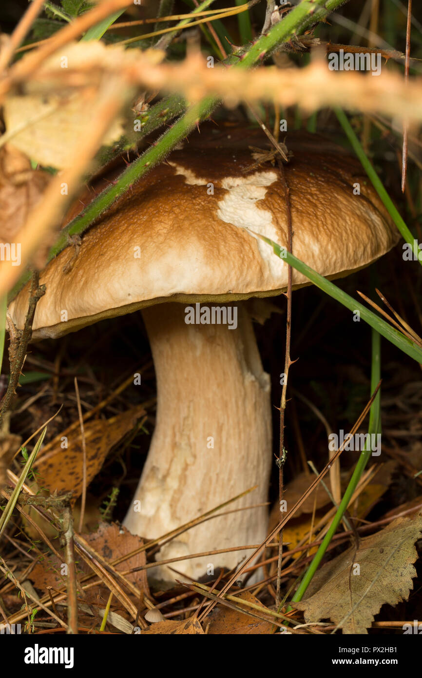A Boletus edulis mushroom growing under vegetation on the edge of a path. The Boletus edulis mushroom is also known as a cep, penny bun or porcini. Ne Stock Photo