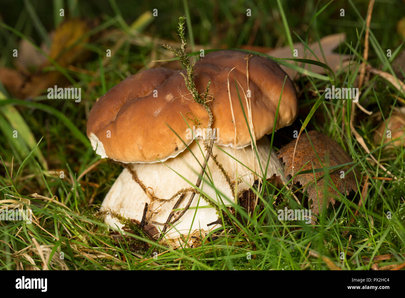 A Boletus edulis mushroom emerging in woodland in the New Forest. The Boletus edulis mushroom is also known as a cep, penny bun or porcini. New Forest Stock Photo