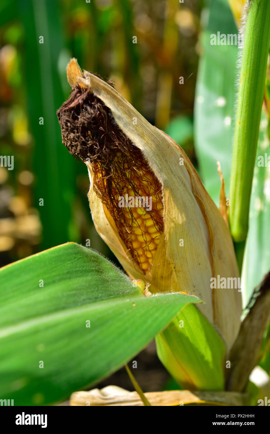 Ear of corn, maze, growing in field Stock Photo