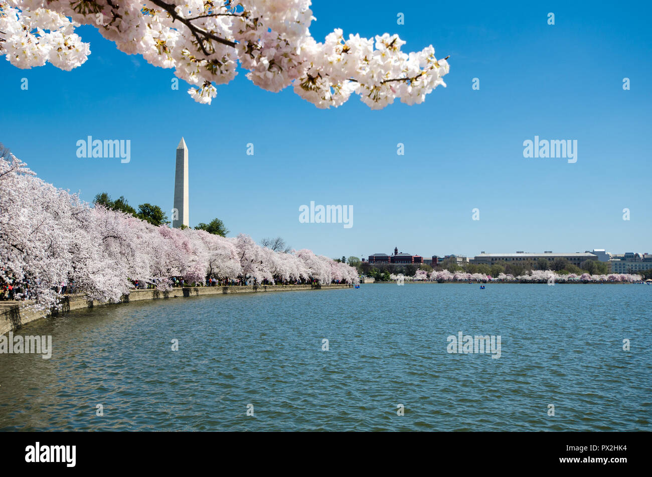 Natural Frame With Pink Cherry Blossom Flowers Trees On The Washington Dc Tidal Basin With The Washington Monument Memorial In Background Stock Photo Alamy