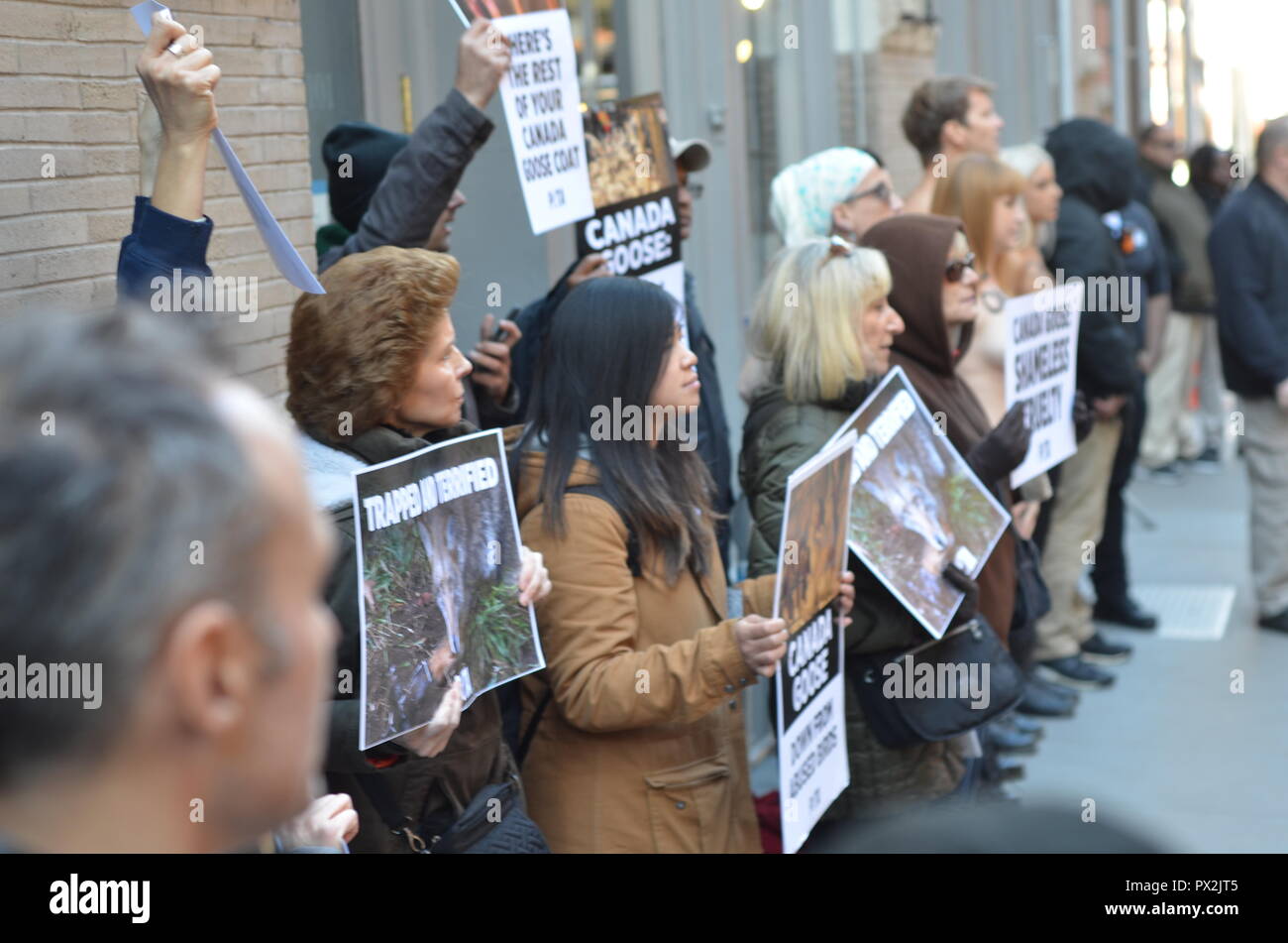 Canada goose killed shop protest