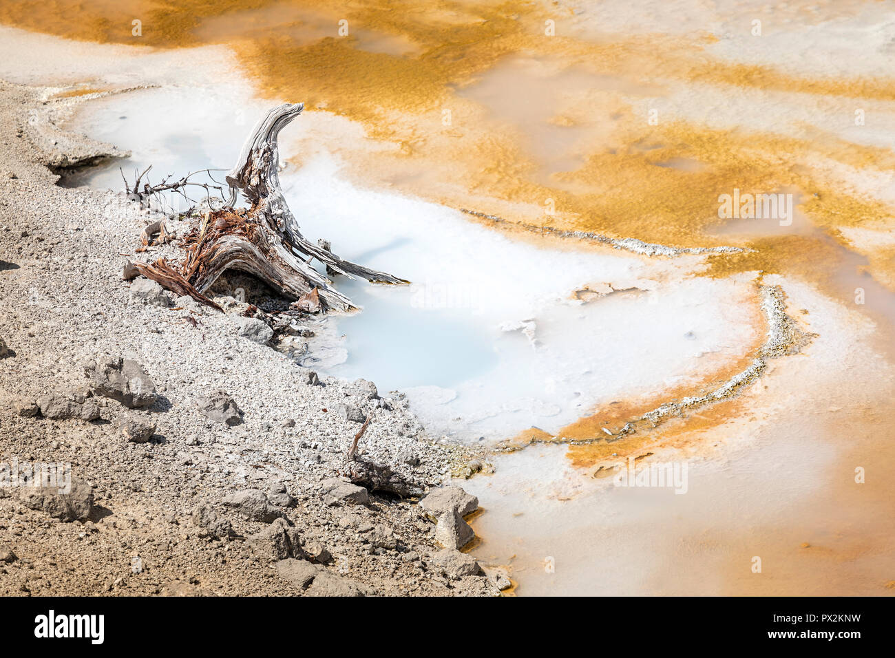 Dead wood at edge of geyser, Norris Geyser Basin, Yellowstone National Park, Wyoming, USA Stock Photo