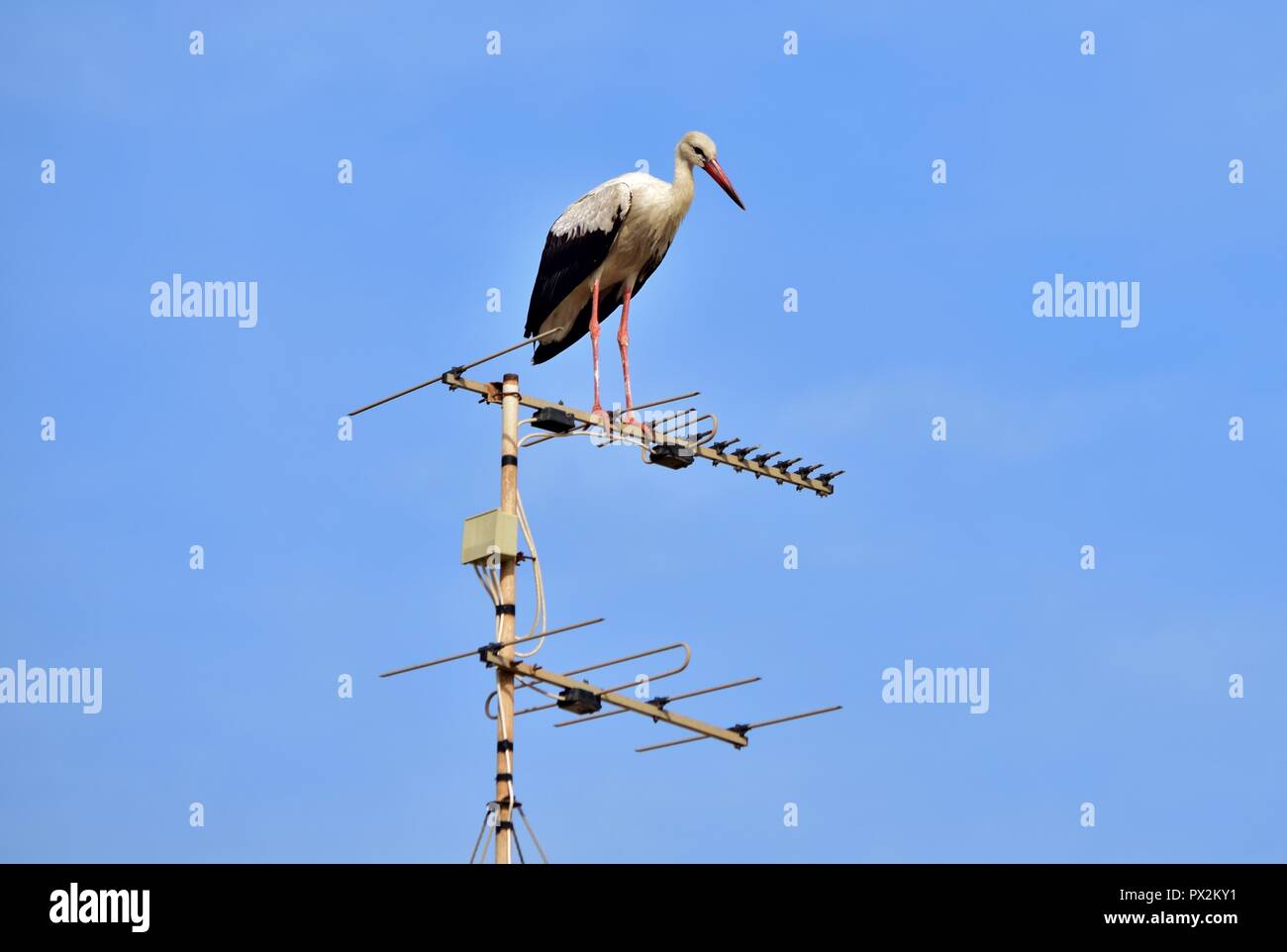 White Stork, Ciconia ciconia, migrating over the Maltese Islands, resting and balancing on television antenna, aerial, transmitter, urban bird nature Stock Photo
