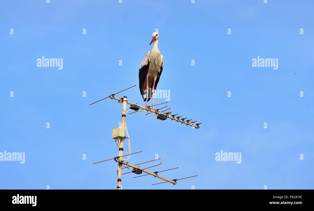 White Stork, Ciconia ciconia, migrating over the Maltese Islands, resting and balancing on television antenna, aerial, transmitter, urban bird nature Stock Photo