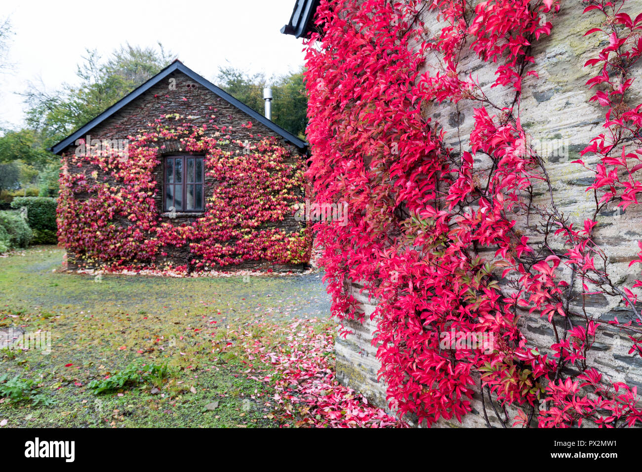 Red leaves in autumn on wall Simonsbath, Exmoor, Somerset, England, UK Stock Photo