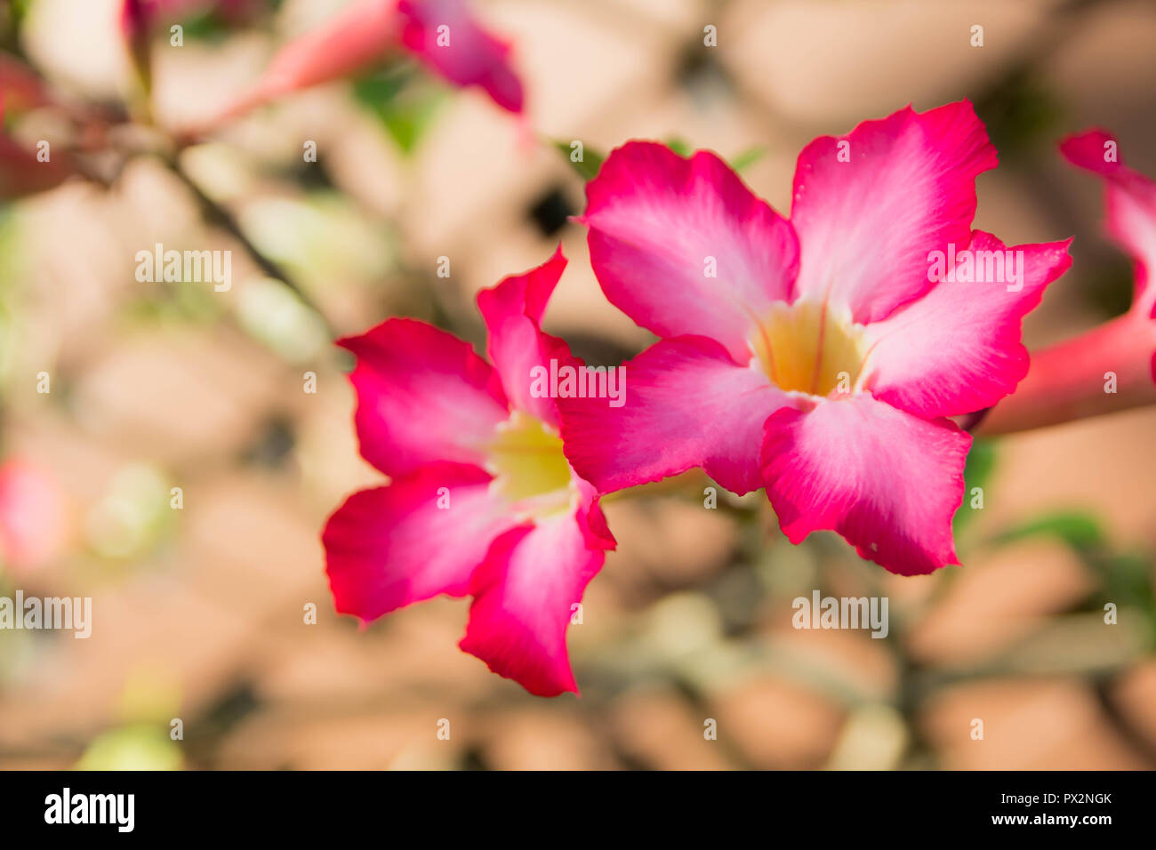 Desert plum tree hi-res stock photography and images - Alamy