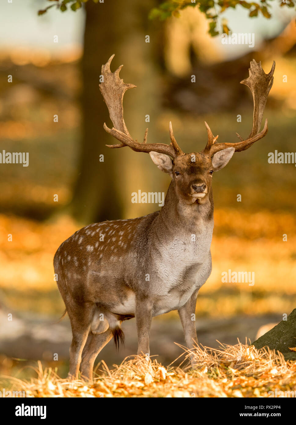 Fallow Deer, Dama dama, Male with antlers in beautiful golden light in autumn forest in Dyrehave, Denmark. Stock Photo