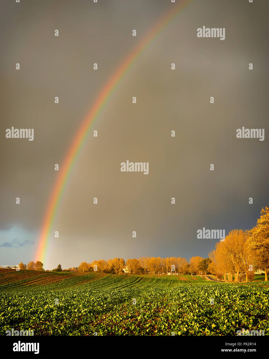 Field of grass and Rainbow and dramatic gray sky with clouds landscape ...