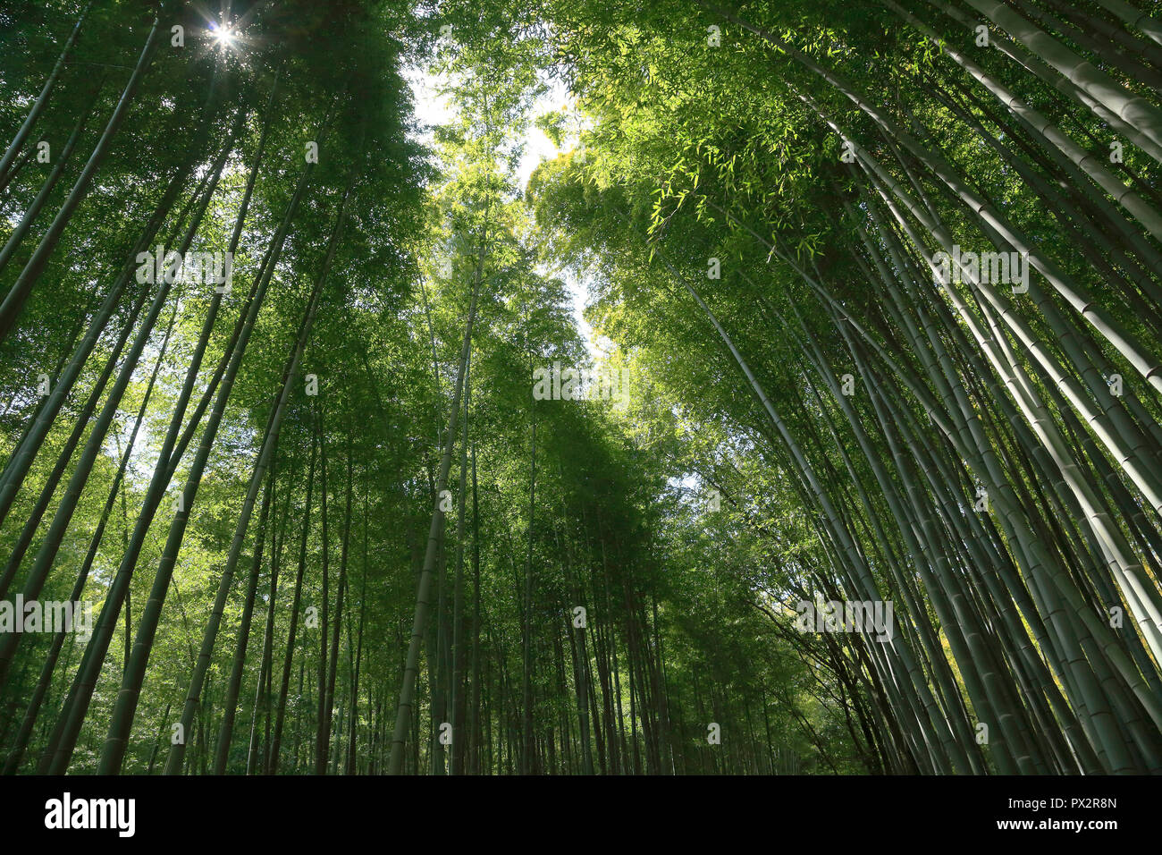 Bamboo grove of Arashiyama in Kyoto Stock Photo Alamy