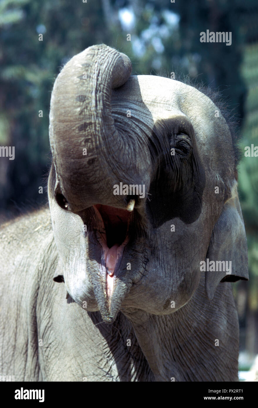 asian-elephant-largest-living-land-animal-stock-photo-1690803502