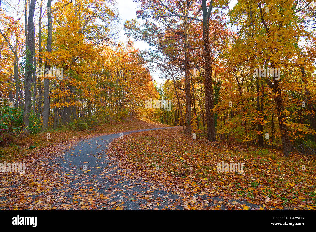 Deciduous Path A path among deciduous trees in autumn. Sun breaks through trees in the ...