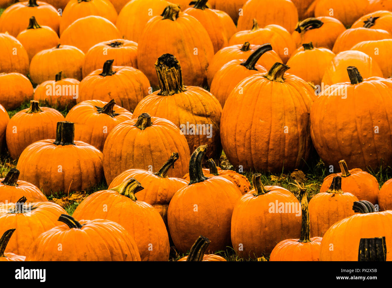 Pumpkins _ Granby, Connecticut, USA Stock Photo