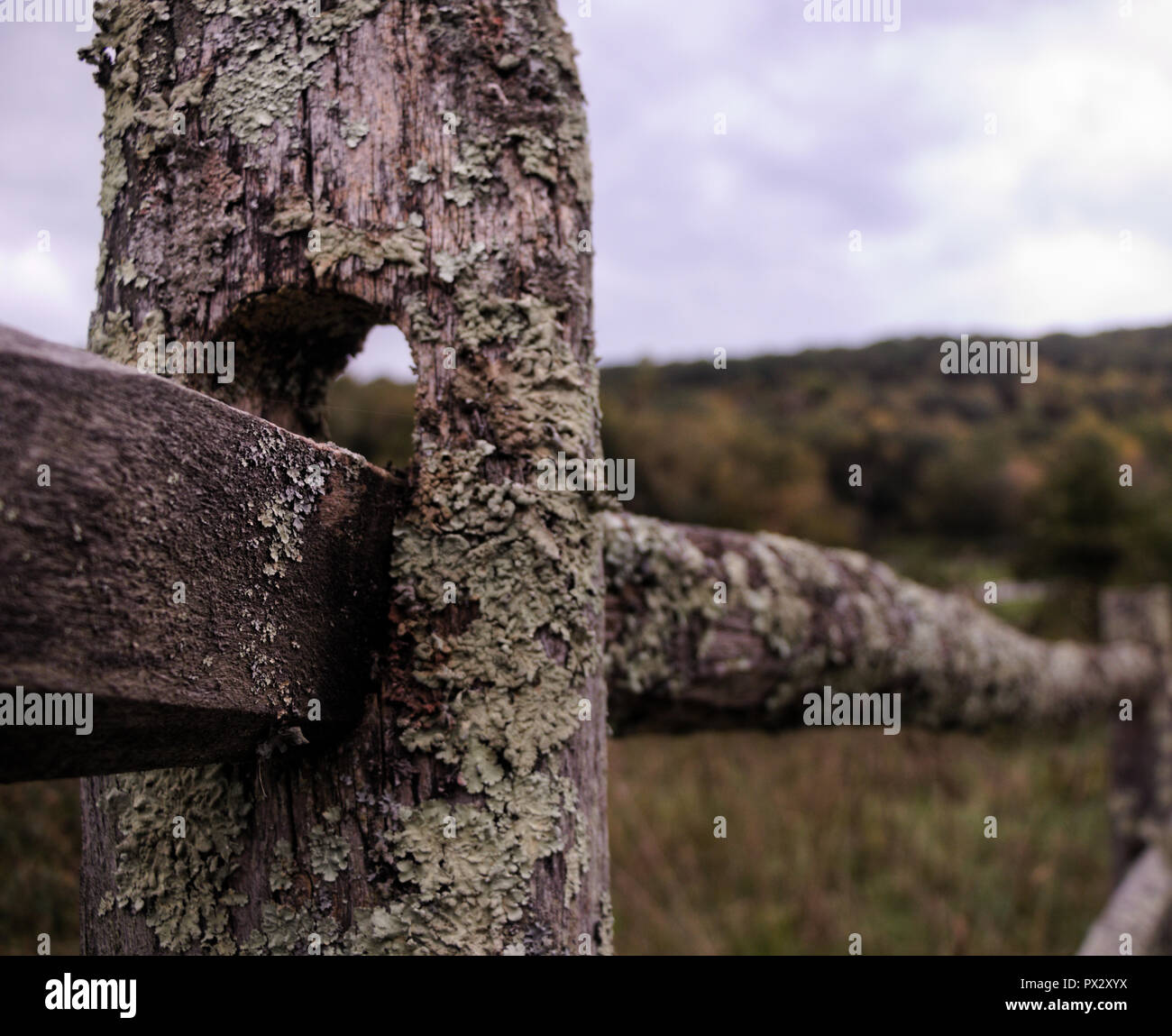 Fungus and moss covered split rail post fence Stock Photo