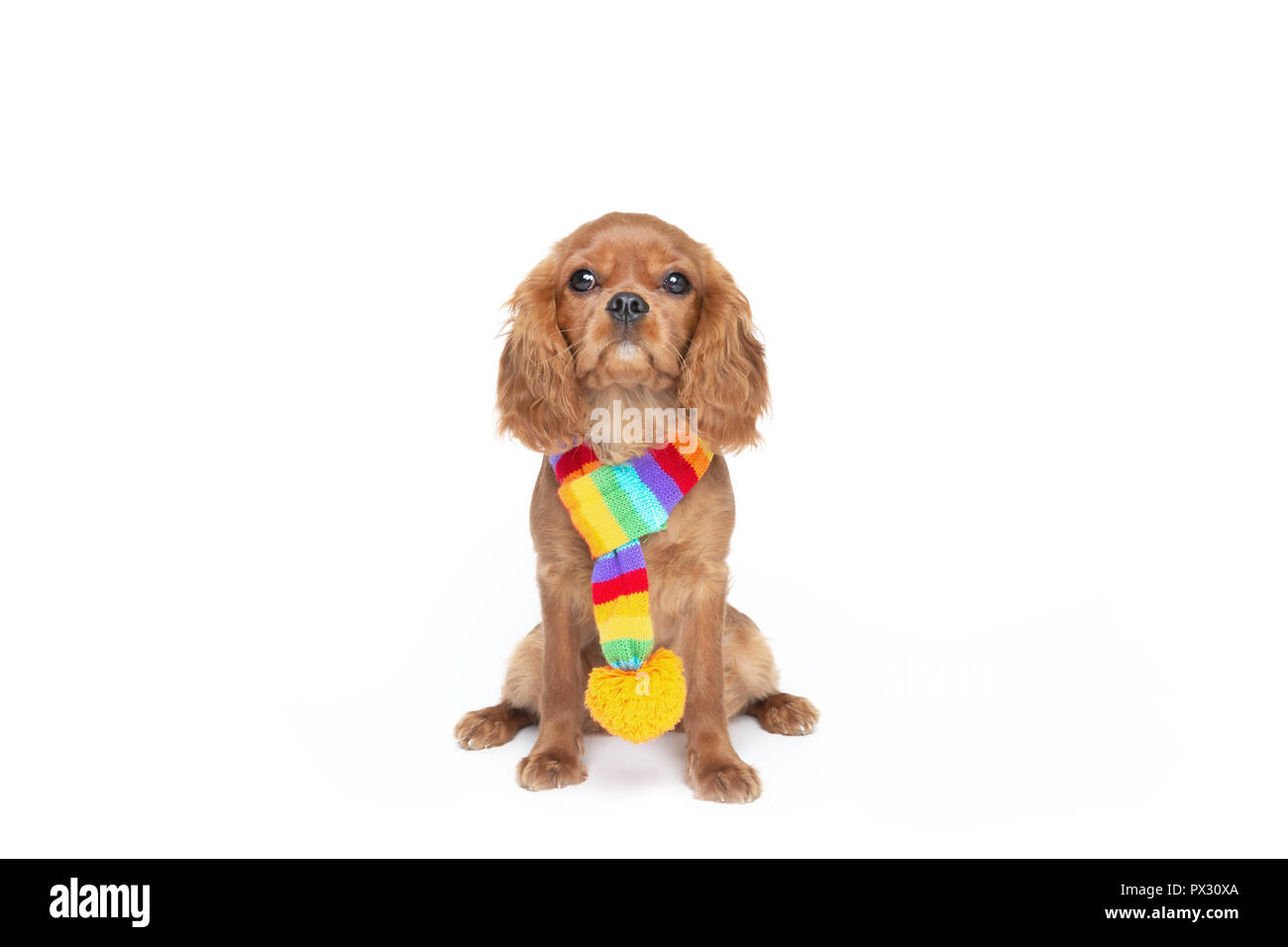 Cute dog in colorful scarf looking up isolated on white background Stock Photo